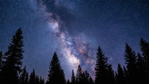 آسمان شب پرستاره با کهکشان راه شیری بر فراز سایه درختان کاج. — نمای آسمان والپیپر