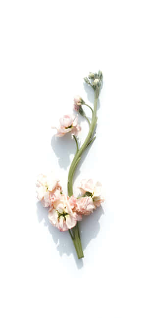 زمینه سفید زیبا — سفید زیبا والپیپر