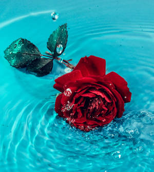 زیبایی گل رز آبی