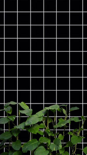 سیاه و سفید با گیاهان، زیبایی شبکه‌ای