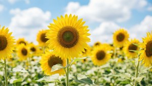 مزرعه‌ای روشن از آفتابگردان‌ها زیر آسمان آبی، تجسم زیبایی طبیعت تابستانی شاد. — تابستان زیبا والپیپر
