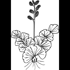 طراحی خطی گل وحشی