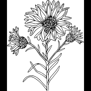 طراحی خطی گل وحشی