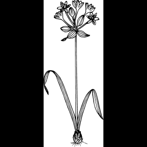 طراحی زیبای گل وحشی سیاه