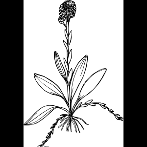 طرح کلی گل وحشی