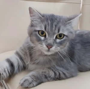 عکس‌های گربه خاکستری — گربه والپیپر