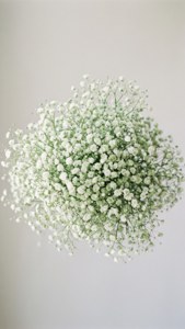 خوشه‌ای ابرمانند از گل نفس کودک، سفید و سبز نرم، مینیمالیستی و خالص. — گل زیبا والپیپر