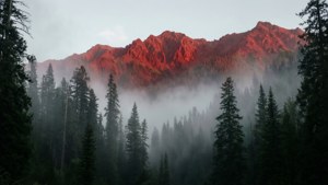 نمای اسرارآمیز رشته‌کوه‌های سرخ از میان جنگلی مه‌گرفته