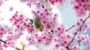 پرنده بهاری ساکورای بامزه
