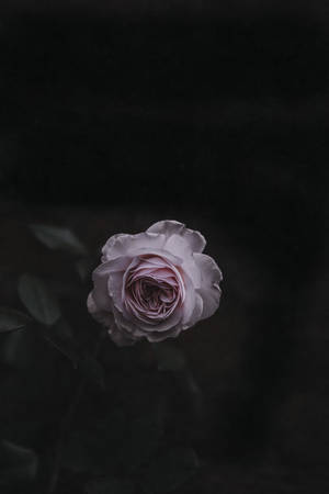گل رز — گل رز والپیپر