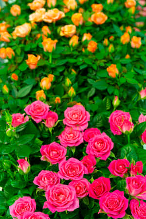 تصاویر گل زیبا