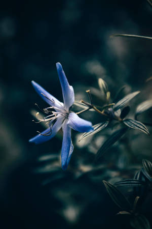 گل ستاره‌ای آبی آیفون — گلدار آیفون والپیپر