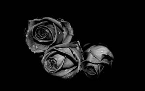 گل سیاه و سفید سه گل رز