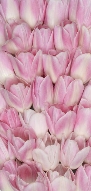 گل لاله صورتی آیفون