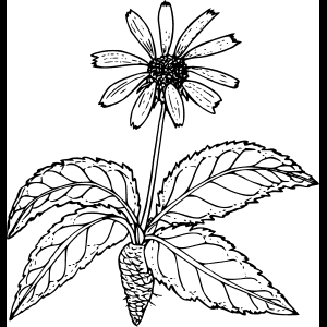 گل وحشی_ طرح_ تصویرسازی.png