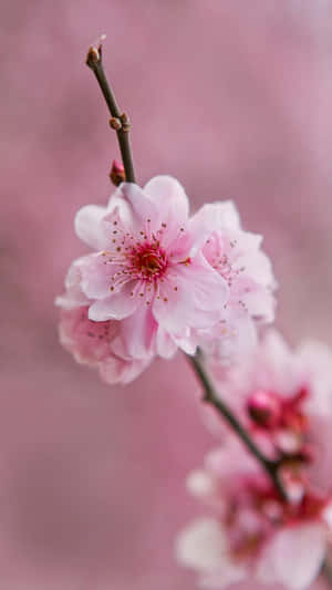گل صورتی برای گوشی